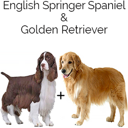 Spangold Retriever Dog